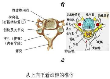 颈椎 颈椎