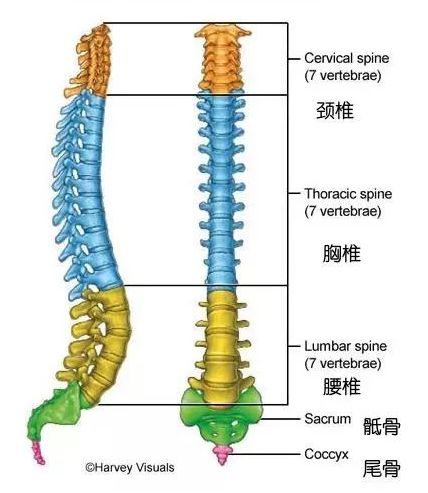 脊椎健康图示 脊椎健康图示