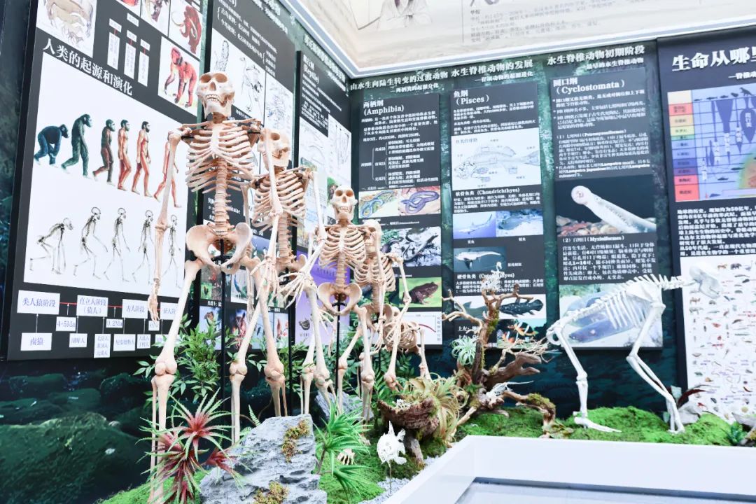 全民脊柱博物馆